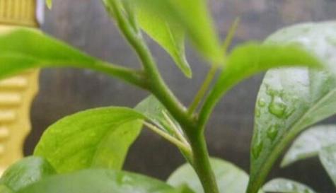 桔子种子有毒吗?食用后会有哪些影响? 桔子种子有毒吗?食用后会有哪些影响?