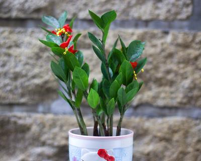 金钱树的象征意义及启示(探索金钱树寓意) 金钱树的象征意义及启示(探索金钱树寓意)