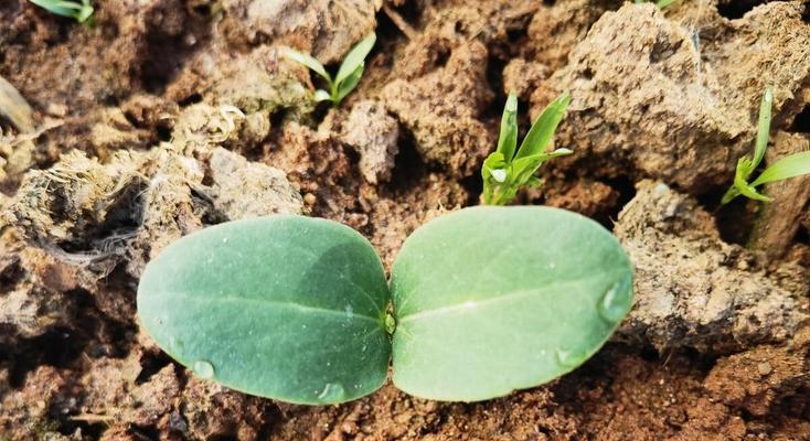 丝瓜的生长周期是多长时间？如何优化丝瓜的生长环境？