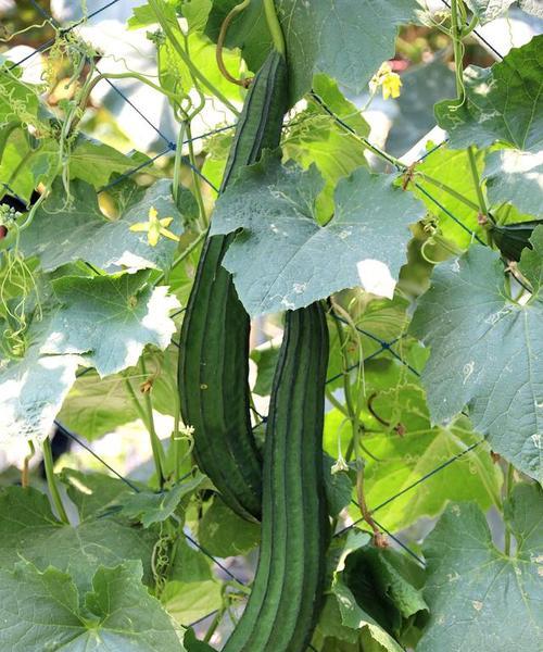 丝瓜的生长周期是多长时间？如何优化丝瓜的生长环境？