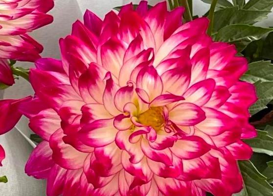 花语背叛的爱（以什么花的花语意味着背叛爱情）