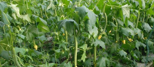 丝瓜的生长周期是多长时间？如何优化丝瓜的生长环境？