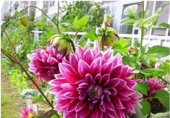 五月最具代表性的花——牡丹（花开五月）