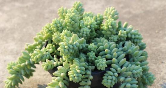 玉缀冬天会冻死吗？如何在寒冷季节保护玉缀植物？