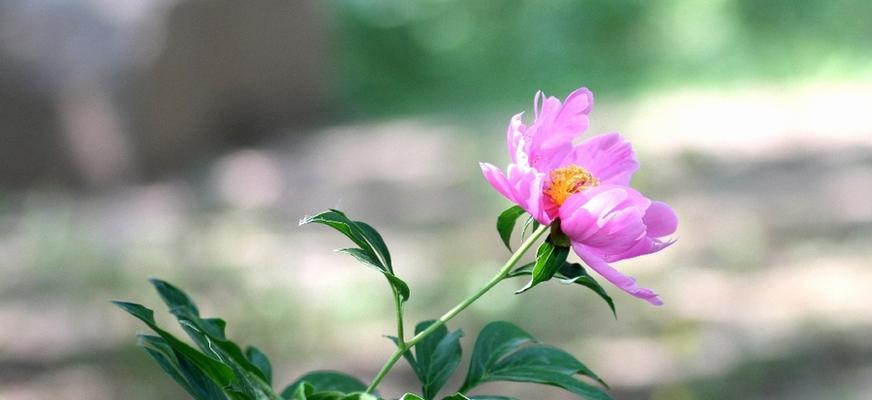 五月最具代表性的花——牡丹（花开五月）