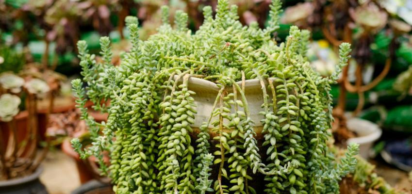 玉缀冬天会冻死吗？如何在寒冷季节保护玉缀植物？