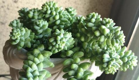 玉缀冬天会冻死吗？如何在寒冷季节保护玉缀植物？