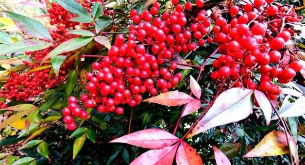 南天竹的寓意与启示（生命之坚韧）