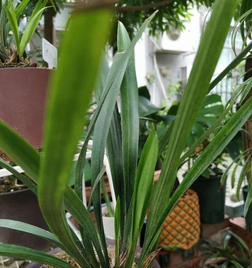 墨兰分盆的最佳时机是什么时候?如何操作才能提高成活率? 墨兰分盆的最佳时机是什么时候?如何操作才能提高成活率?