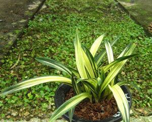 墨兰分盆的最佳时机是什么时候?如何操作才能提高成活率? 墨兰分盆的最佳时机是什么时候?如何操作才能提高成活率?