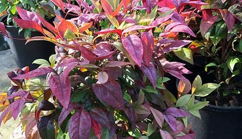 南天竹的寓意与启示（生命之坚韧）