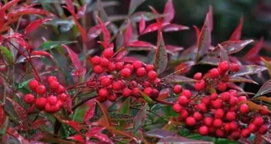 南天竹的寓意与启示（生命之坚韧）