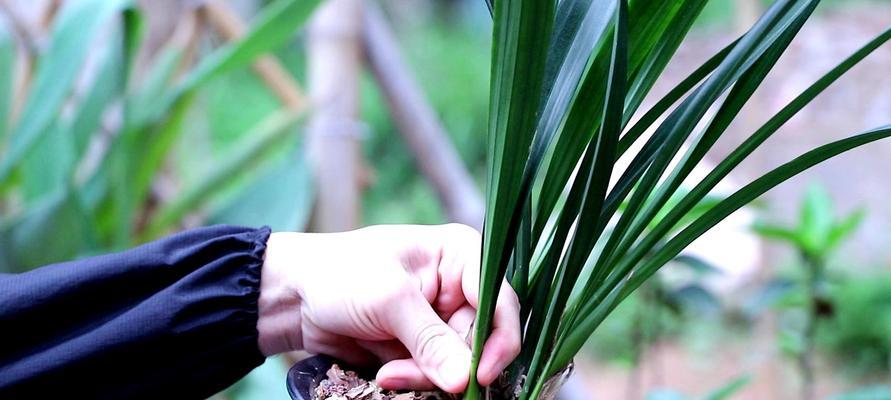 墨兰分盆的最佳时机是什么时候?如何操作才能提高成活率? 墨兰分盆的最佳时机是什么时候?如何操作才能提高成活率?