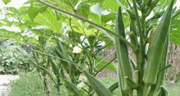 秋葵生长温度是多少度？如何调整温室环境以适应秋葵生长？