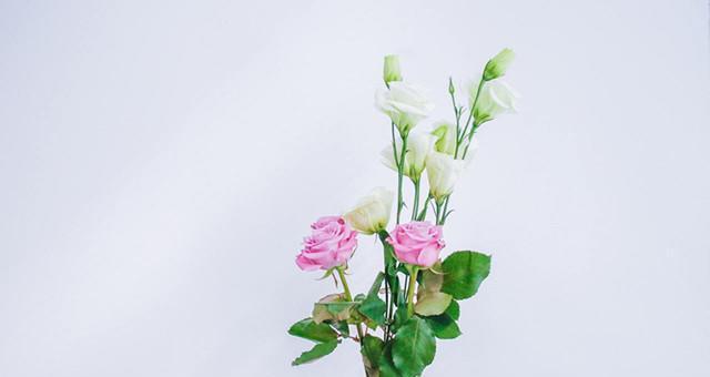 桔梗花花语的意义（揭示桔梗花语的美丽寓意）