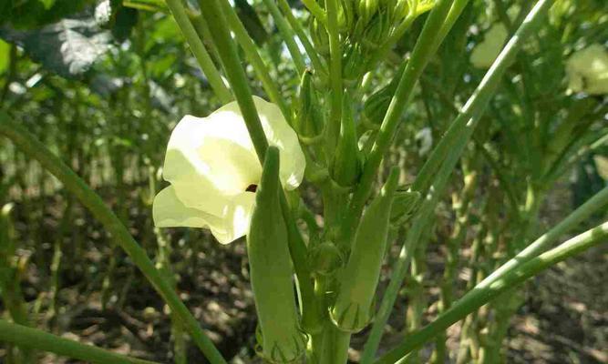 秋葵生长温度是多少度？如何调整温室环境以适应秋葵生长？