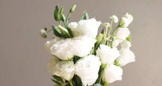 桔梗花花语的意义（揭示桔梗花语的美丽寓意）