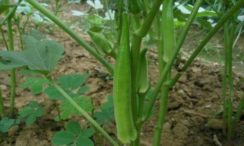 秋葵生长温度是多少度？如何调整温室环境以适应秋葵生长？