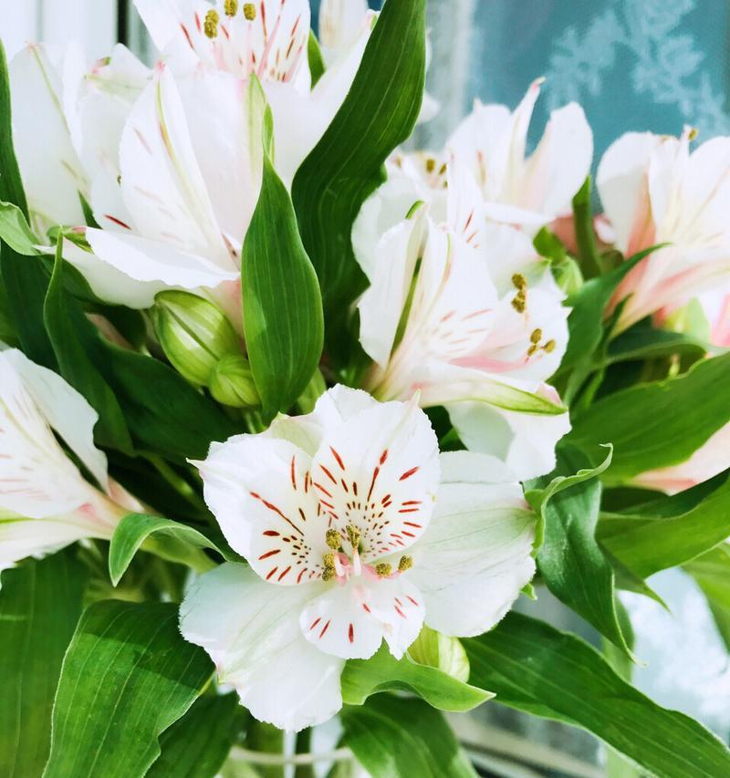 亚马逊百合的花语(揭示亚马逊百合的深刻寓意) 亚马逊百合的花语(揭示亚马逊百合的深刻寓意)