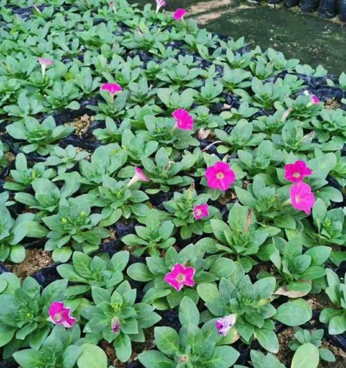 矮牵牛几月份扦插最好？如何确保成活率高？