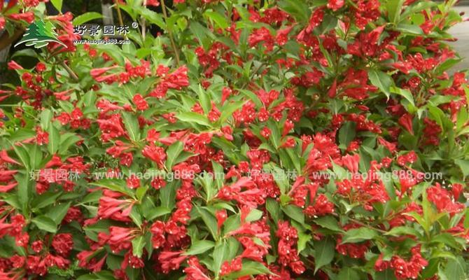 锦带花花语与寓意（探寻锦带花的深意）