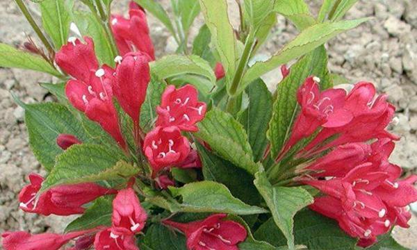 锦带花花语与寓意（探寻锦带花的深意）