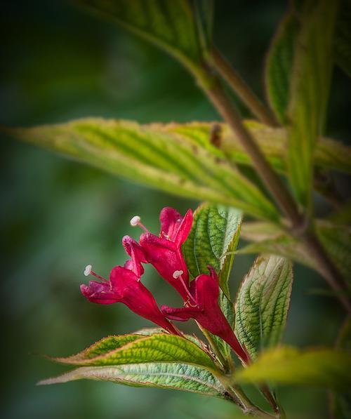 锦带花花语与寓意（探寻锦带花的深意）