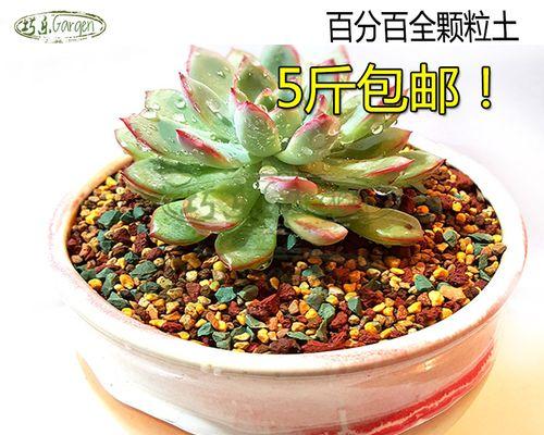 火山岩适合种植哪些植物？如何利用火山岩提高植物生长？