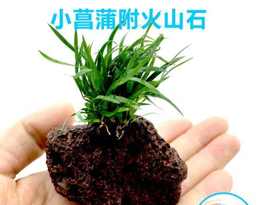 火山岩适合种植哪些植物？如何利用火山岩提高植物生长？