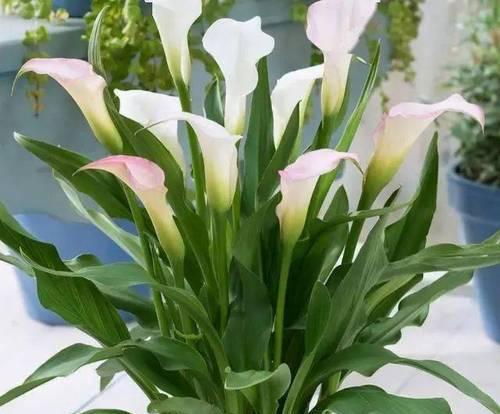 马蹄莲的象征意义是什么？它在花语中代表了什么？