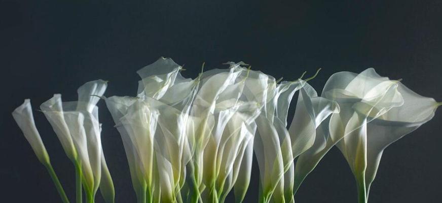 马蹄莲的象征意义是什么？它在花语中代表了什么？