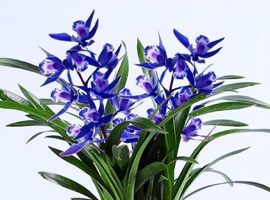 雅致之花（花开高雅）