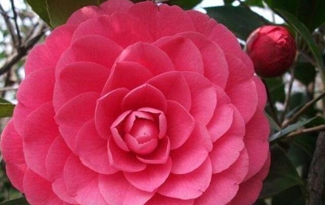 雅致之花（花开高雅）