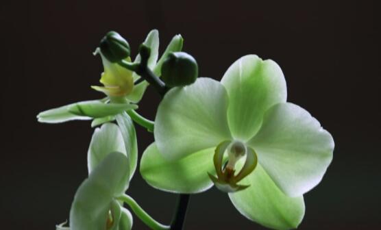 雅致之花（花开高雅）