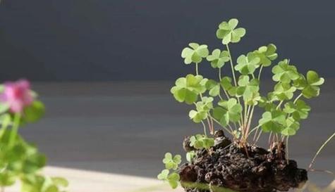 四叶草的象征意义及其深远影响（探索四叶草作为幸运符号的来历与传说）