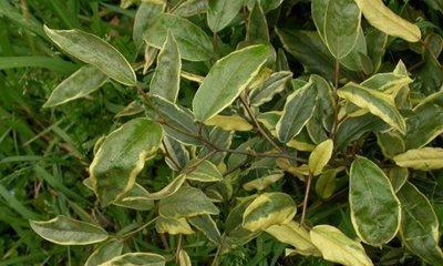 胡秃子叶子卷曲怎么办?找出原因并解决的方法是什么? 胡秃子叶子卷曲怎么办?找出原因并解决的方法是什么?