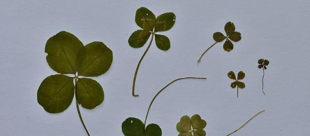 四叶草的象征意义及其深远影响（探索四叶草作为幸运符号的来历与传说）