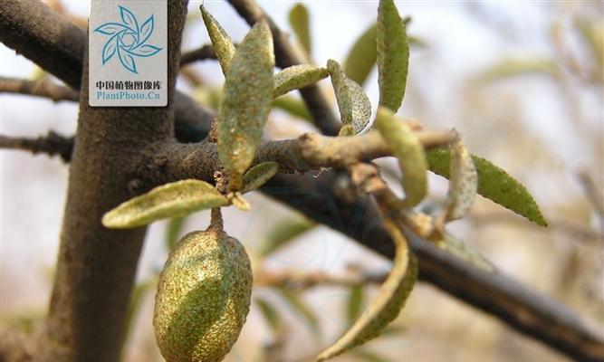 胡秃子叶子卷曲怎么办?找出原因并解决的方法是什么? 胡秃子叶子卷曲怎么办?找出原因并解决的方法是什么?