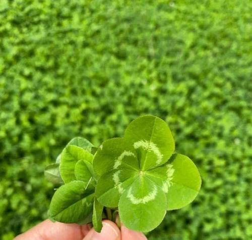 四叶草的象征意义及其深远影响（探索四叶草作为幸运符号的来历与传说）