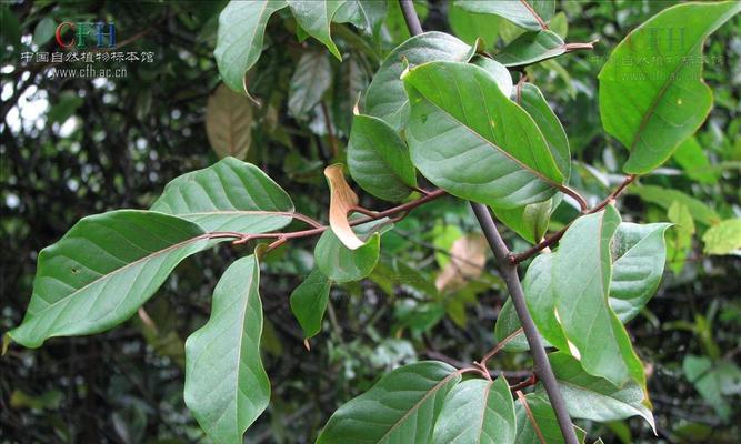 胡秃子叶子卷曲怎么办?找出原因并解决的方法是什么? 胡秃子叶子卷曲怎么办?找出原因并解决的方法是什么?