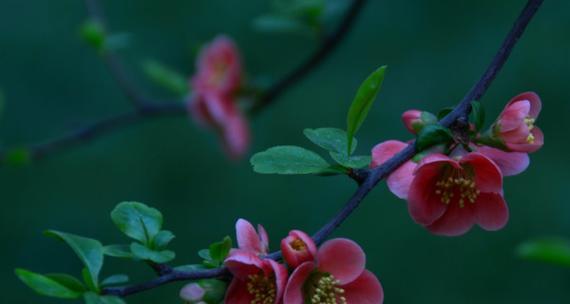 海棠花的花语与传说（花开寒冷季节）