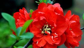 海棠花的花语与传说（花开寒冷季节）