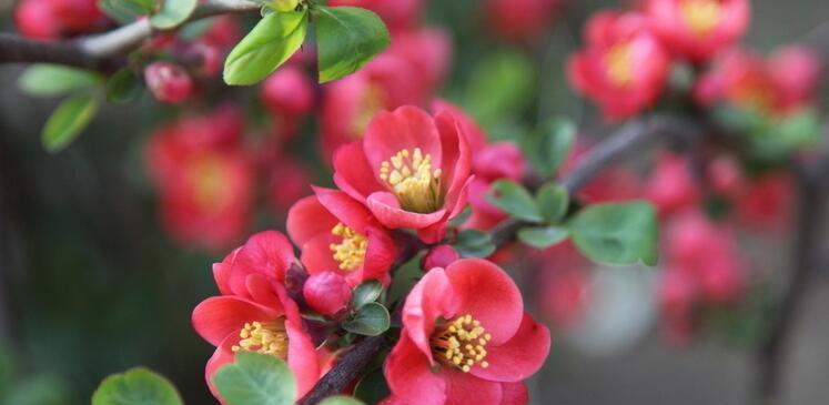 海棠花的花语与传说（花开寒冷季节）