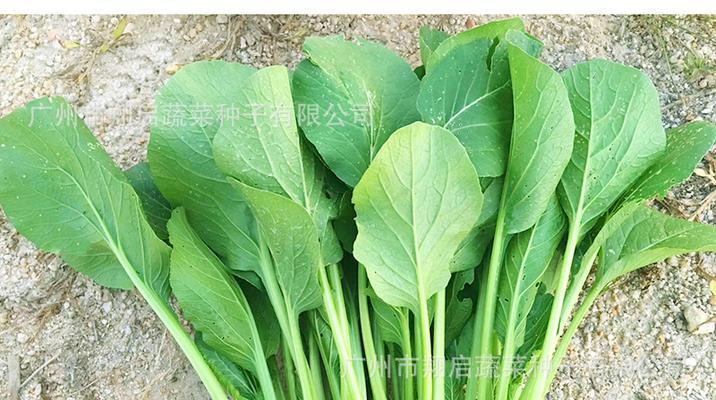 菜心还有哪些别名？购买时如何识别？