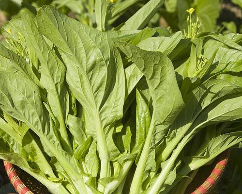 菜心还有哪些别名？购买时如何识别？