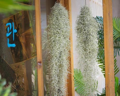 寓意老年人的植物及其象征意义（以植物为媒介传递老年人的智慧与尊严）