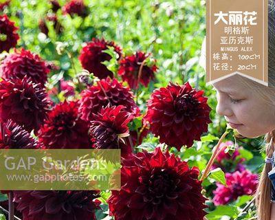 红薯什么时候上市？最佳购买季节是什么时候？