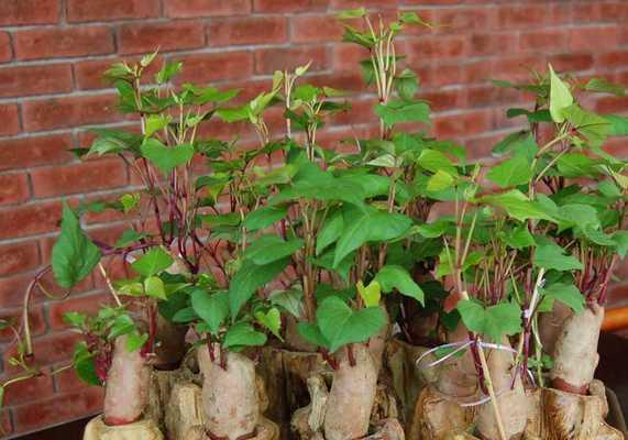 红薯什么时候上市？最佳购买季节是什么时候？