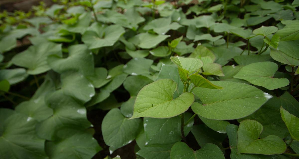 红薯什么时候上市？最佳购买季节是什么时候？