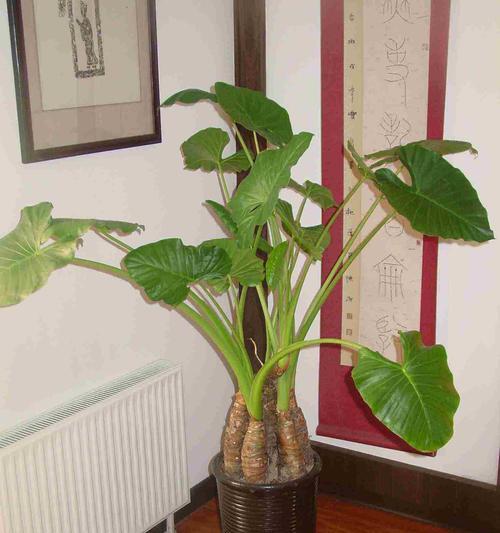 寓意老年人的植物及其象征意义（以植物为媒介传递老年人的智慧与尊严）